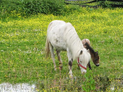 FlÑmingSkate Mai2013 017